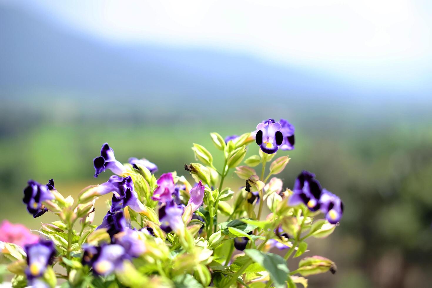Blooming purple Bluewings torenia or Wishbone flower in garden. Copy space photo