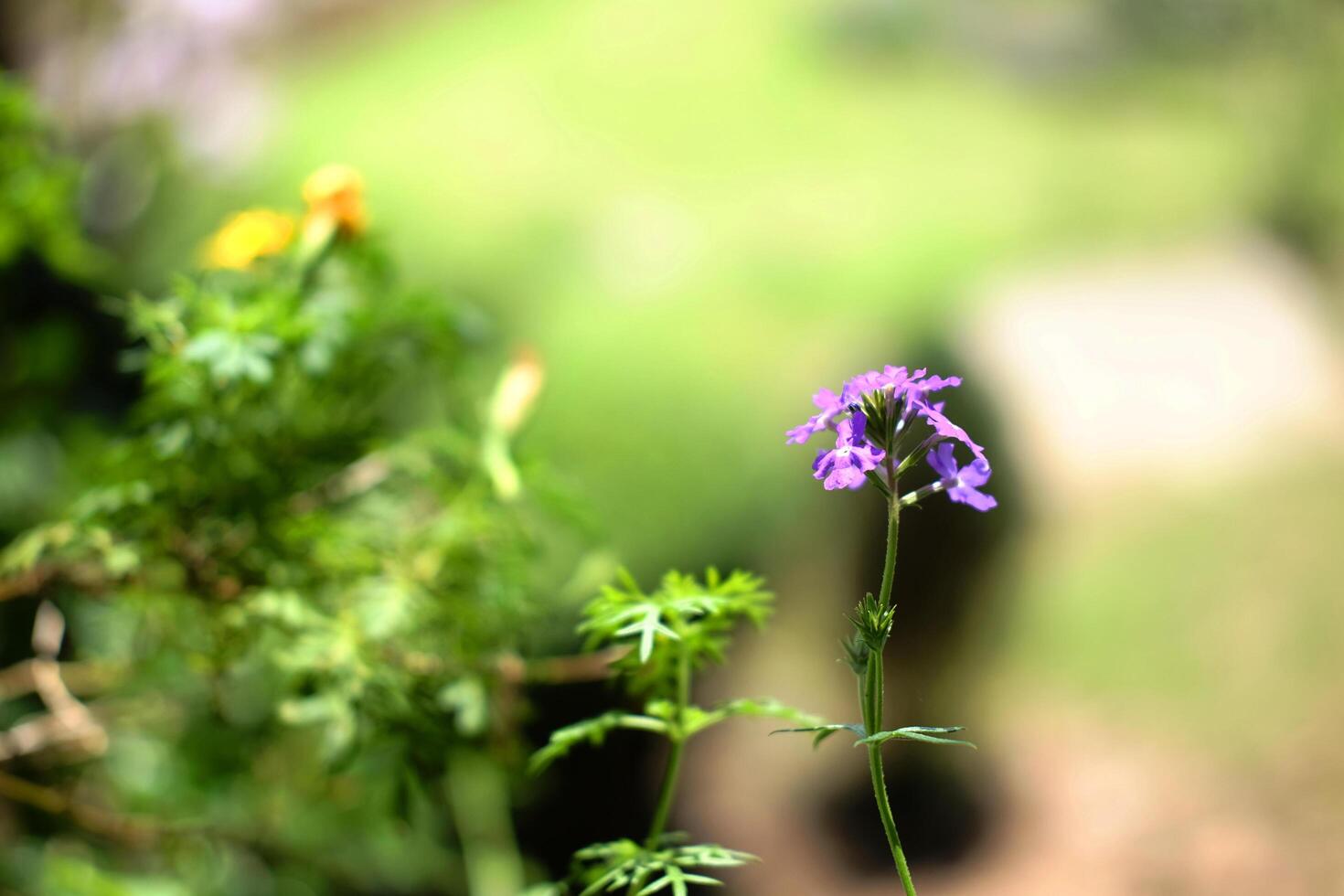 Blooming purple garden verbena flowers or Verbena Hybrida in garden, Copy space photo