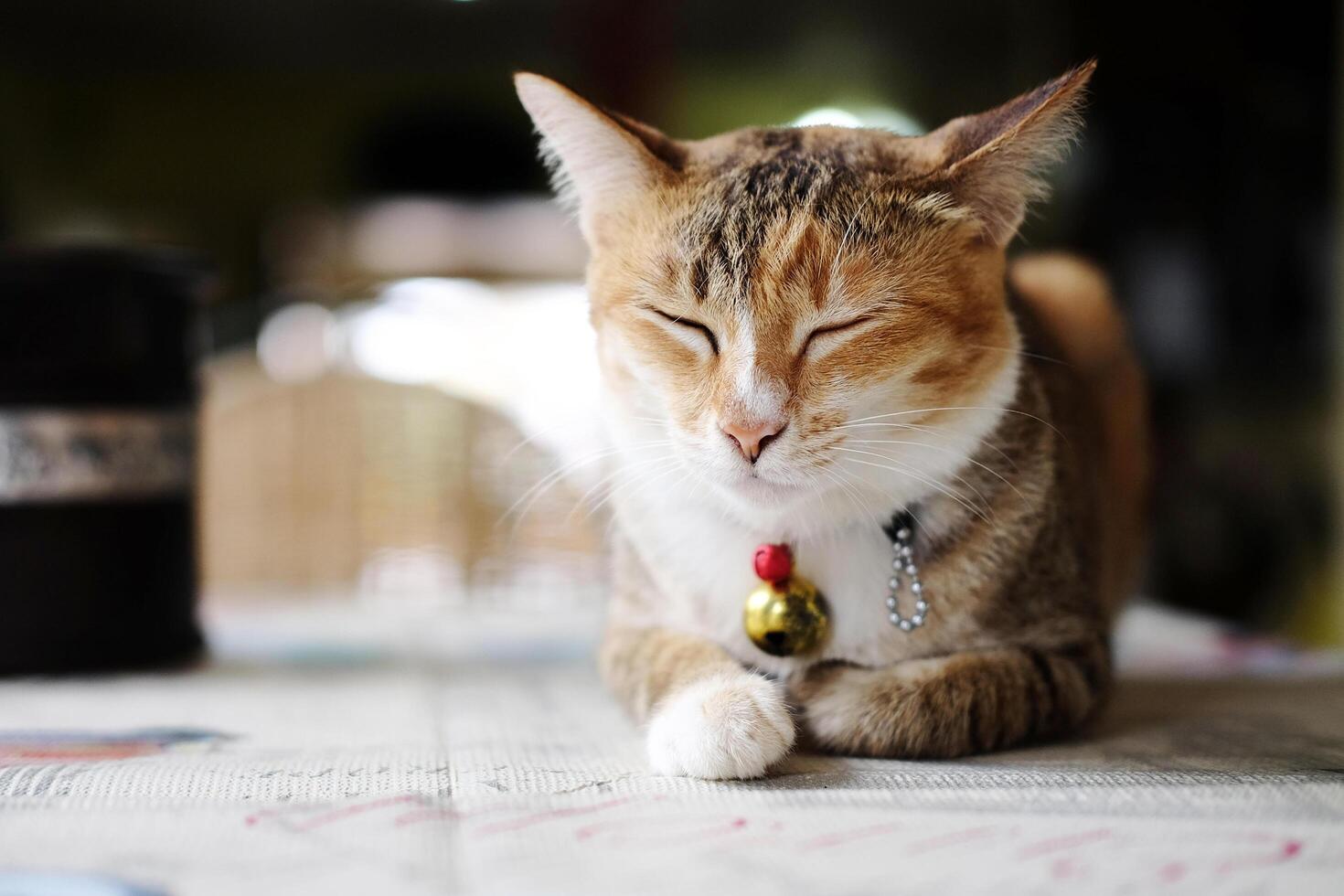 Cute orange cat lay down on the floor at home photo