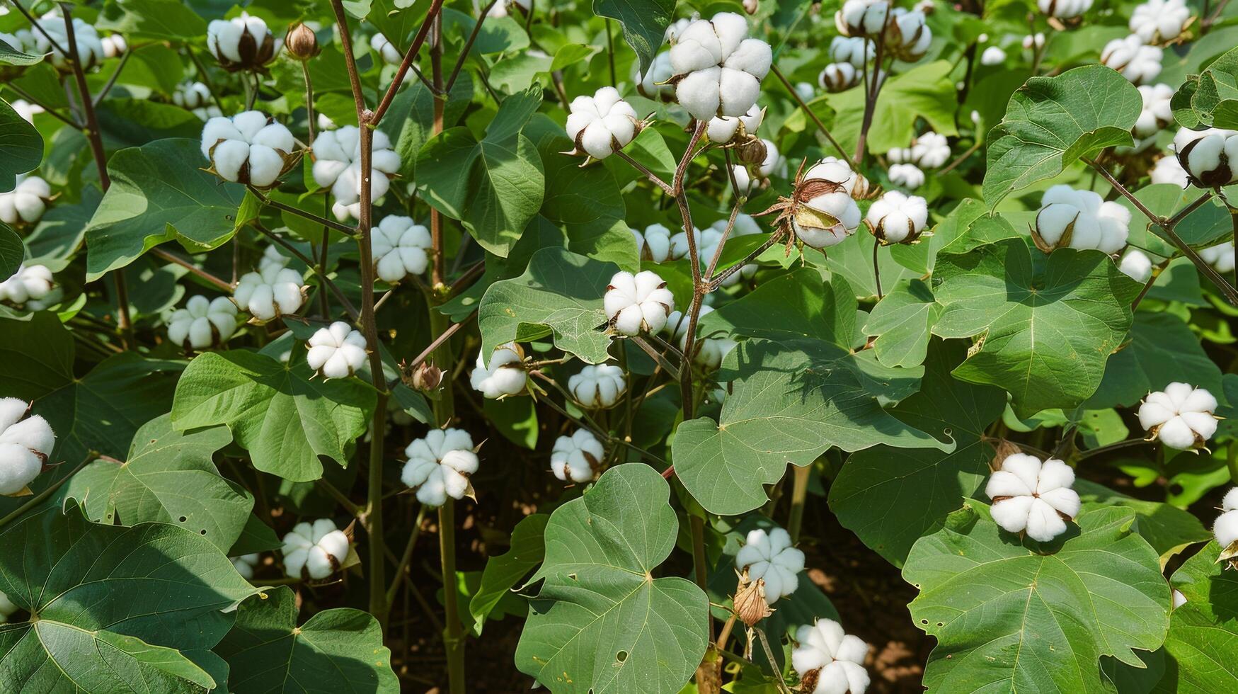 Soft and soothing ready to harvest cotton farm backgrounds for graphic projects photo