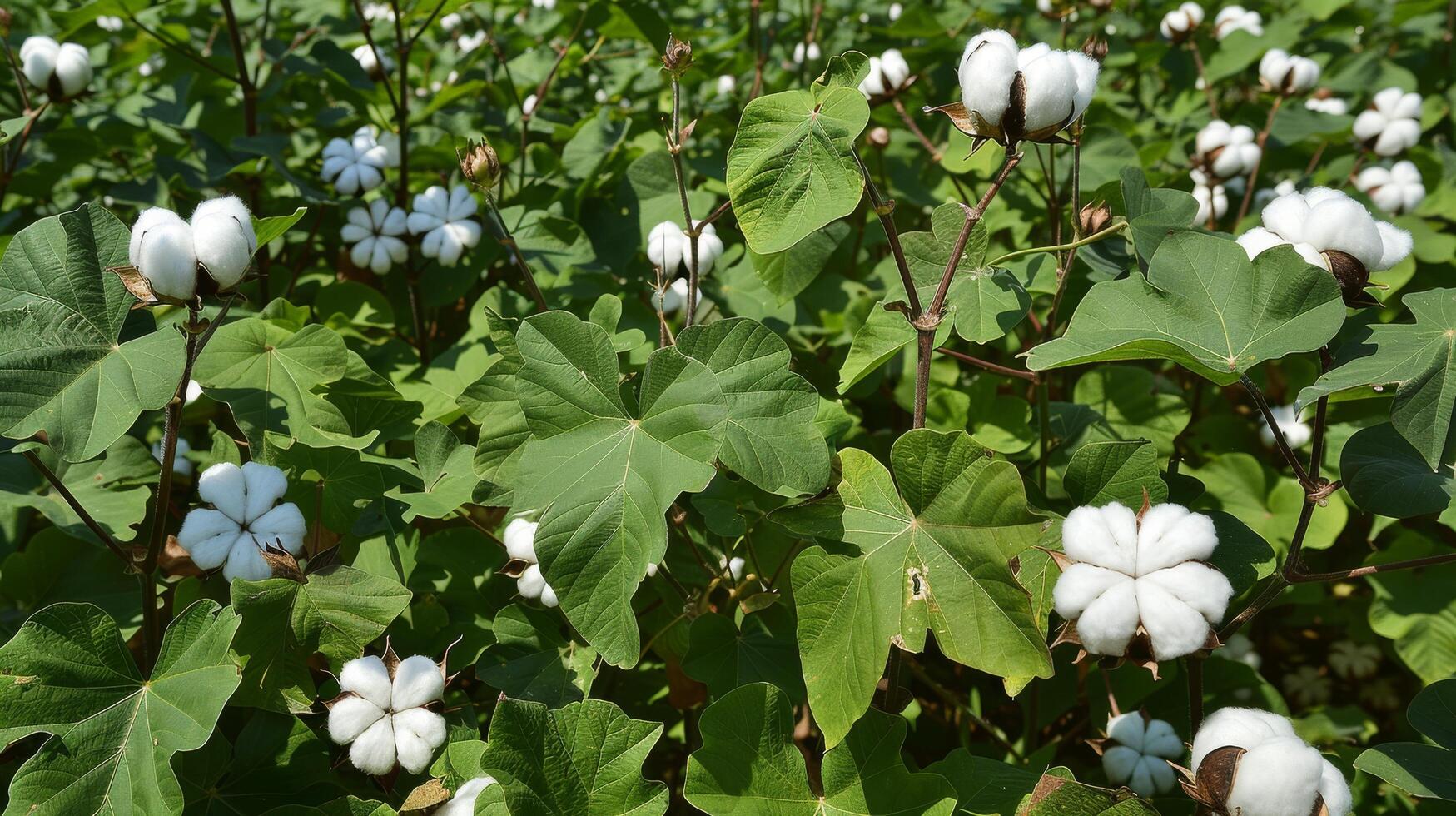 Rustic and charming ready to harvest cotton farm backgrounds for branding photo