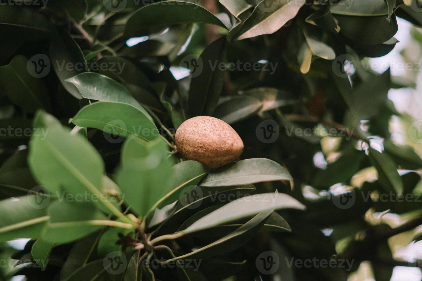 An unripe sapodilla fruit growing on a tree branch, capturing the promise of sweet harvests and the beauty of nature's growth cycle. photo
