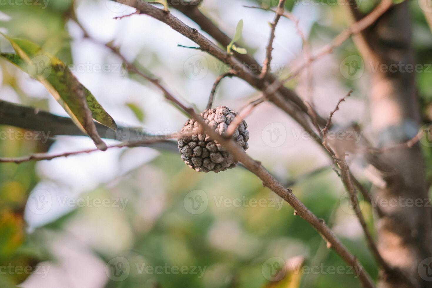 Overripe noni fruit clinging to the tree, its surface turned black over time, showcasing the natural process of maturity and decay in nature photo