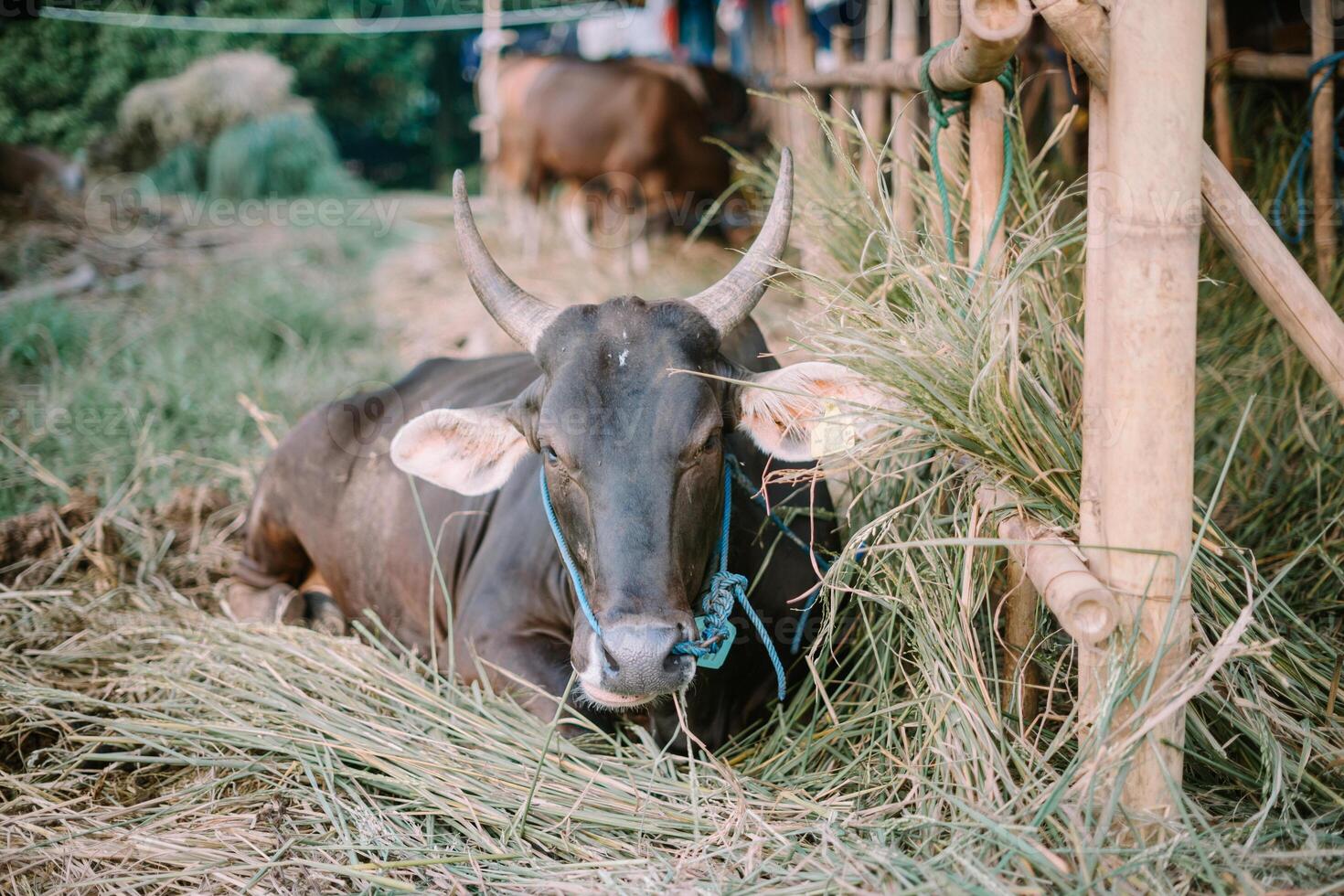 Majestic bulls gathered in a field, ready for sale in celebration of Eid al-Adha 2024. photo