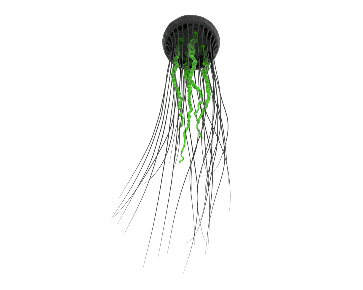 Jellyfish isolated on background. 3d rendering - illustration png