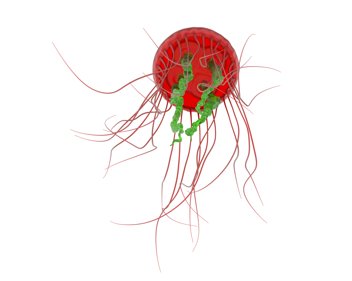 Jellyfish isolated on background. 3d rendering - illustration png