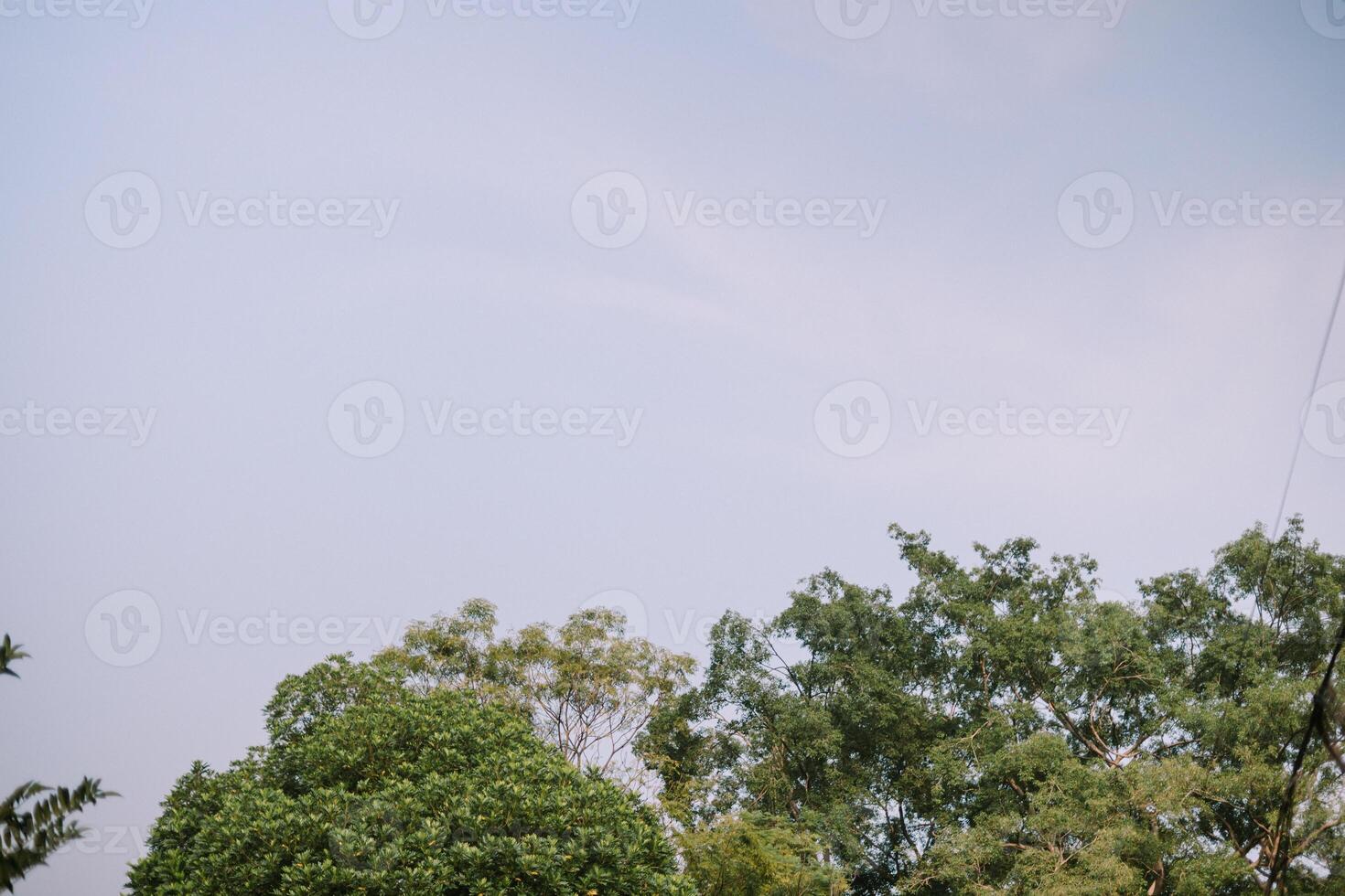 A majestic tree against a backdrop of bright blue to whitish sky, embodying the beauty of nature under clear skies photo
