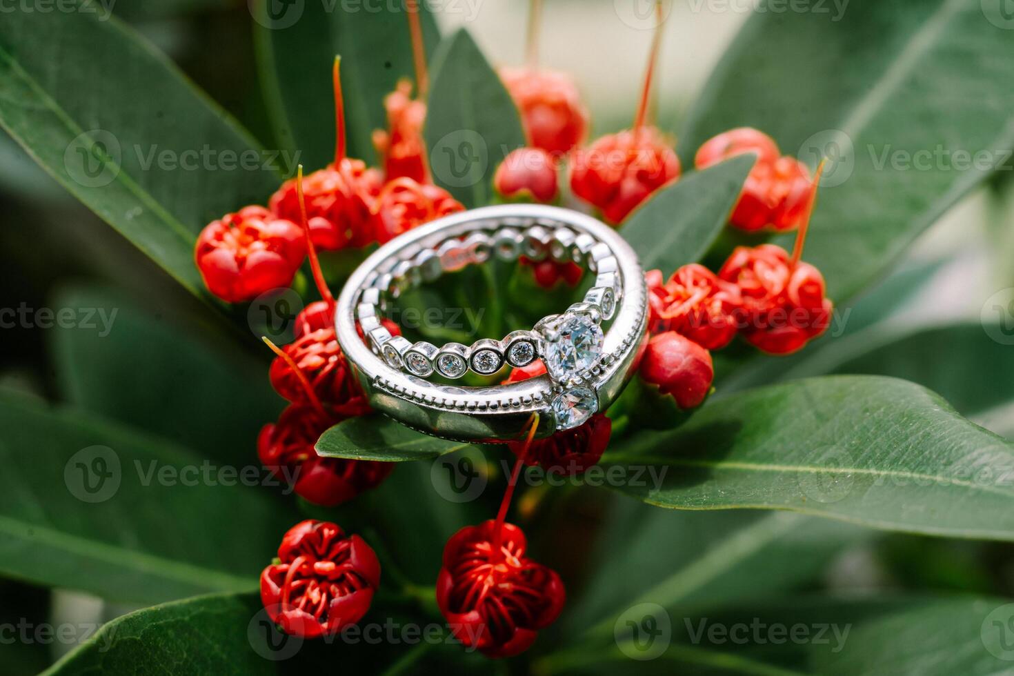 A wedding ring delicately placed atop vibrant red blooms, nestled amidst lush green foliage, symbolizing love's eternal bond amidst nature's beauty photo