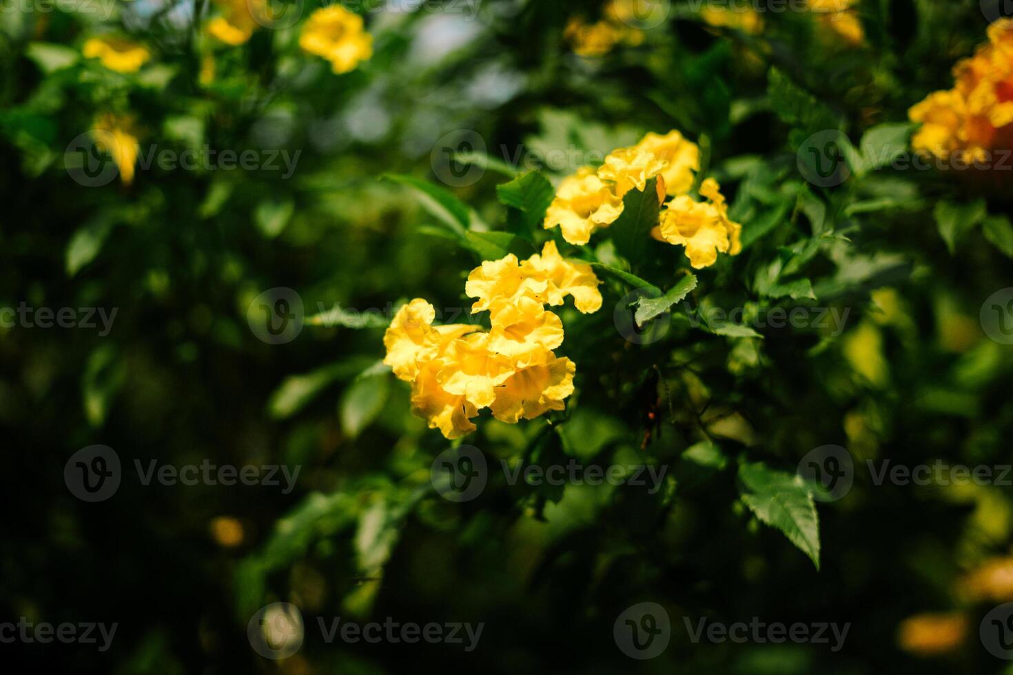Yellow elder Tecoma stans is a flowering shrub or small tree native to the Americas that can grow up to 30 feet tall. photo