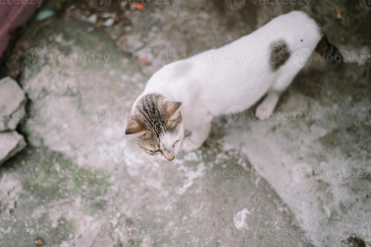 A sleek white cat with black markings strolling along a narrow alleyway, epitomizing grace and curiosity in an urban environment photo