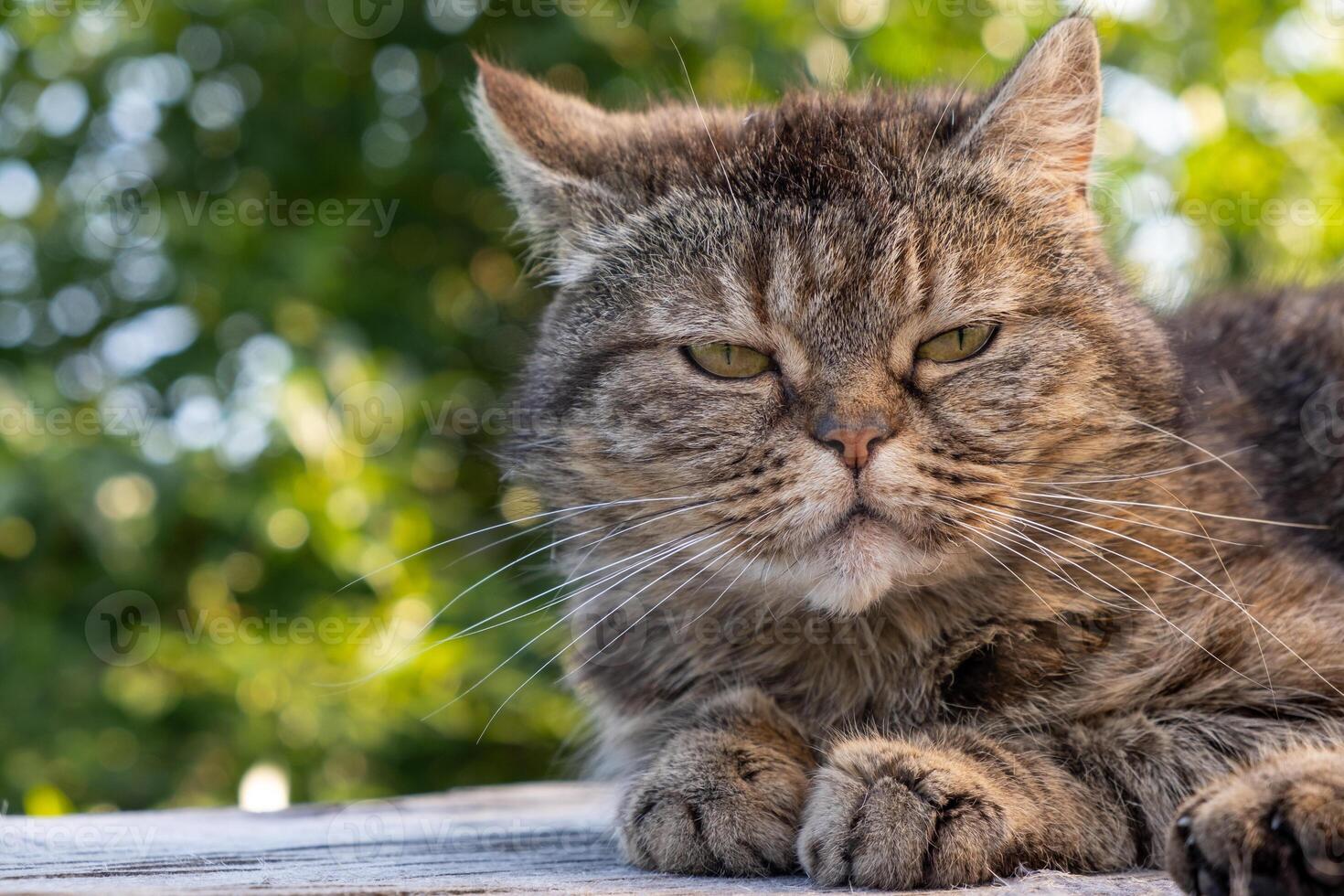 A beautiful gray cat in close-up lies and rests on a table in nature photo