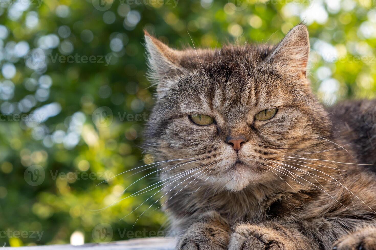 A beautiful gray cat in close-up lies and rests on a table in nature photo