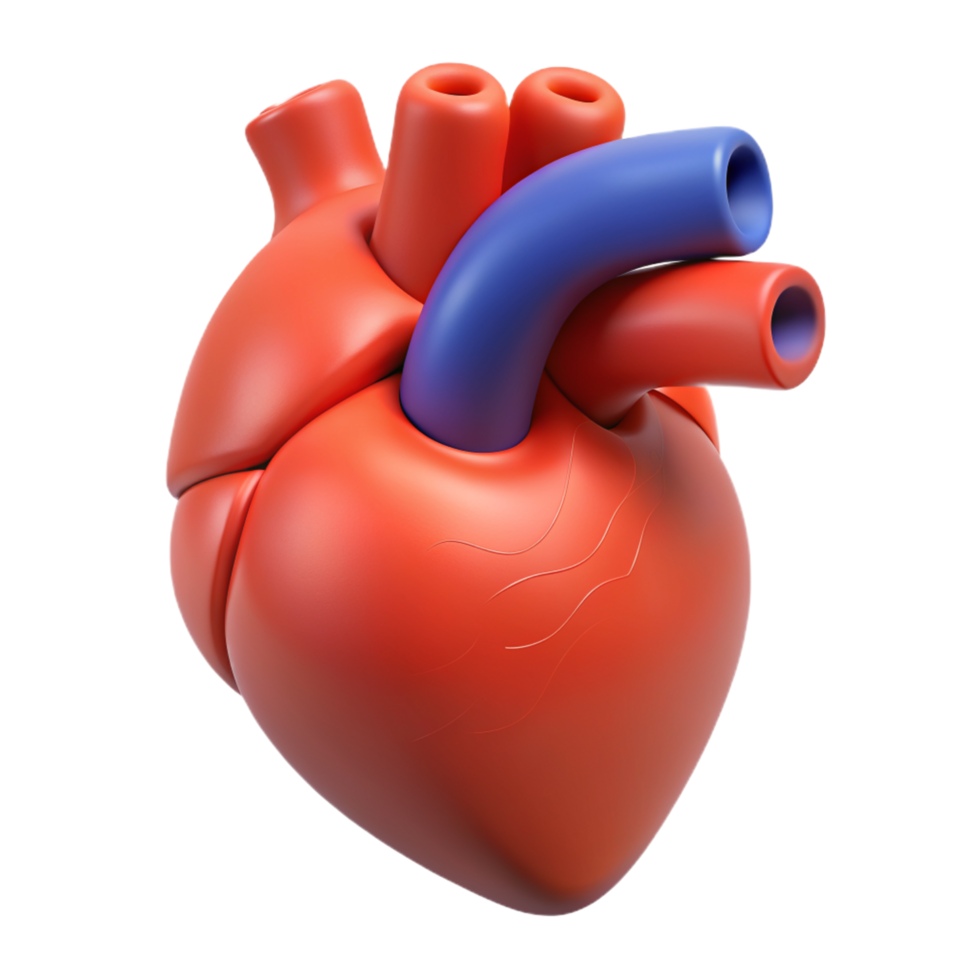 Heart Organ 3d Concept png