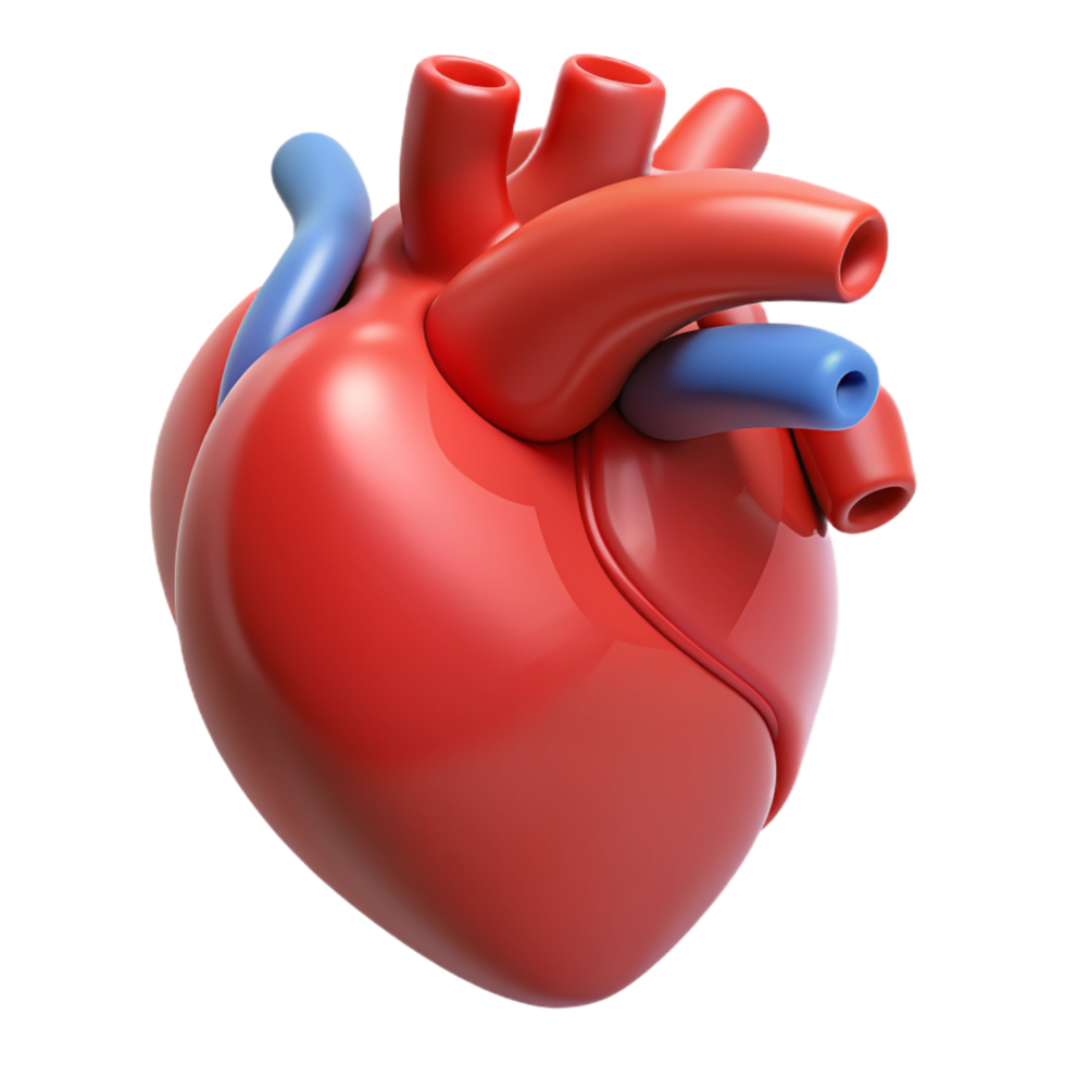 Heart Organ 3d Design png