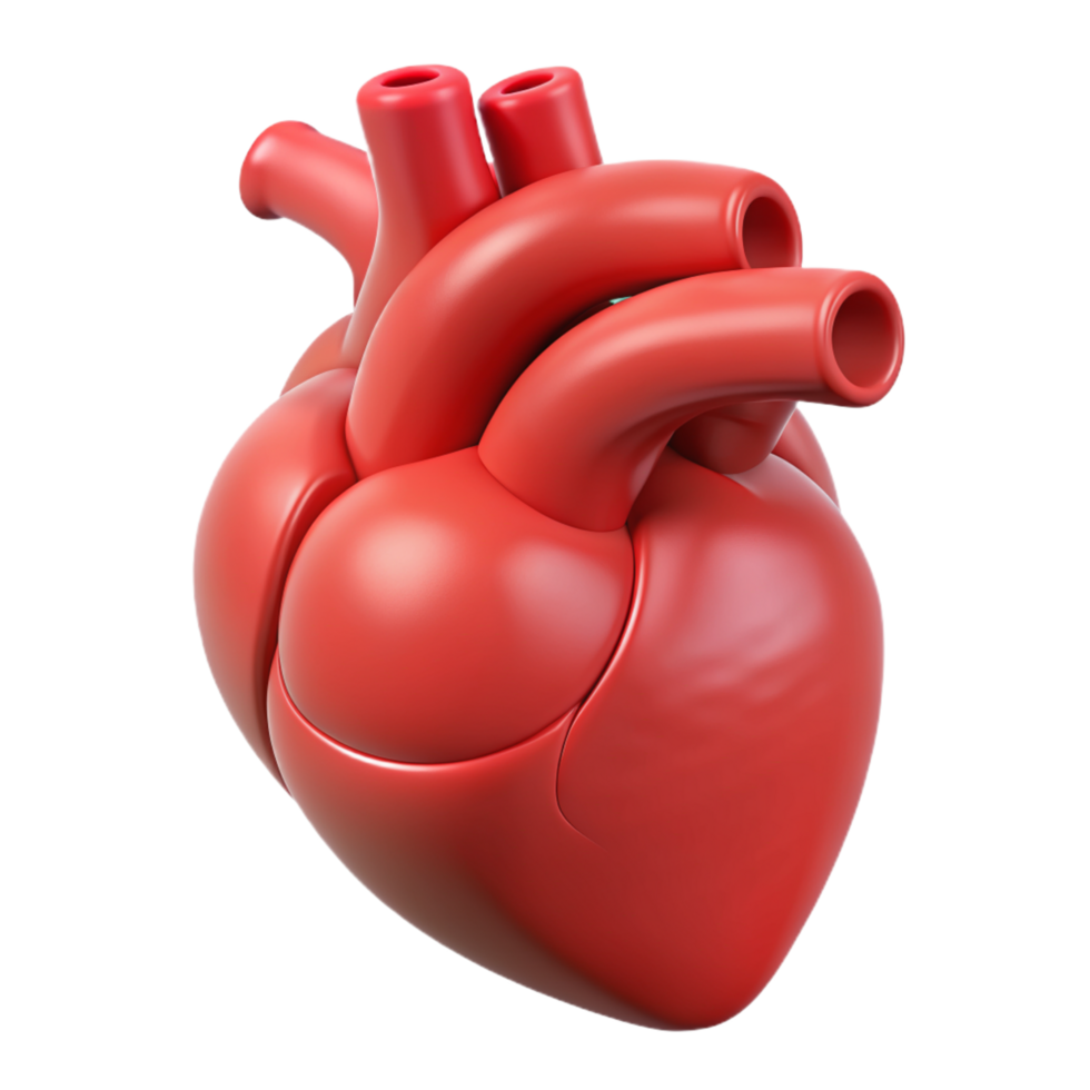 Heart Organ 3d Graphic png