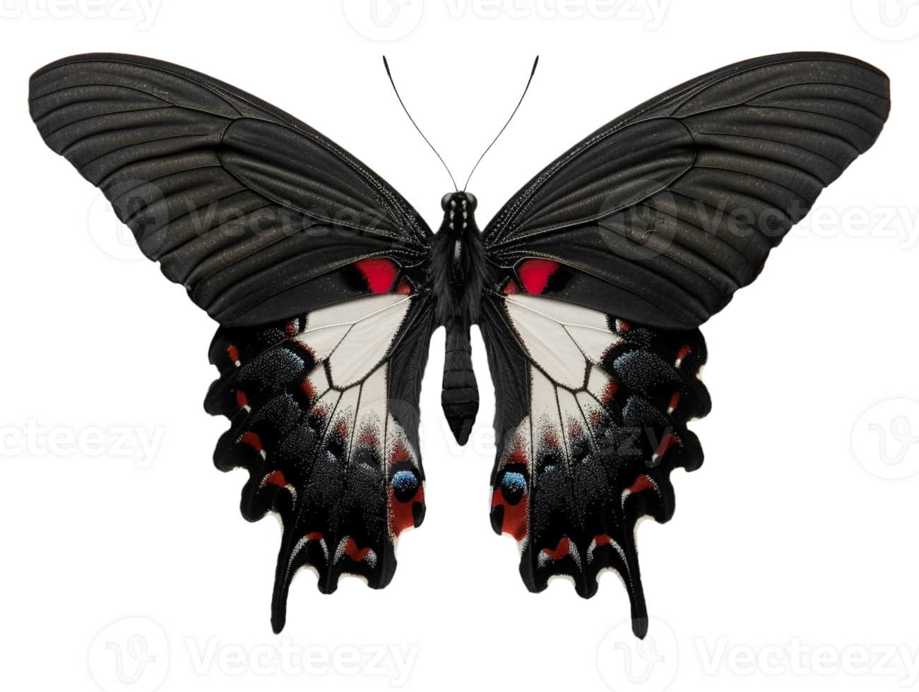 Butterfly with wings spread png