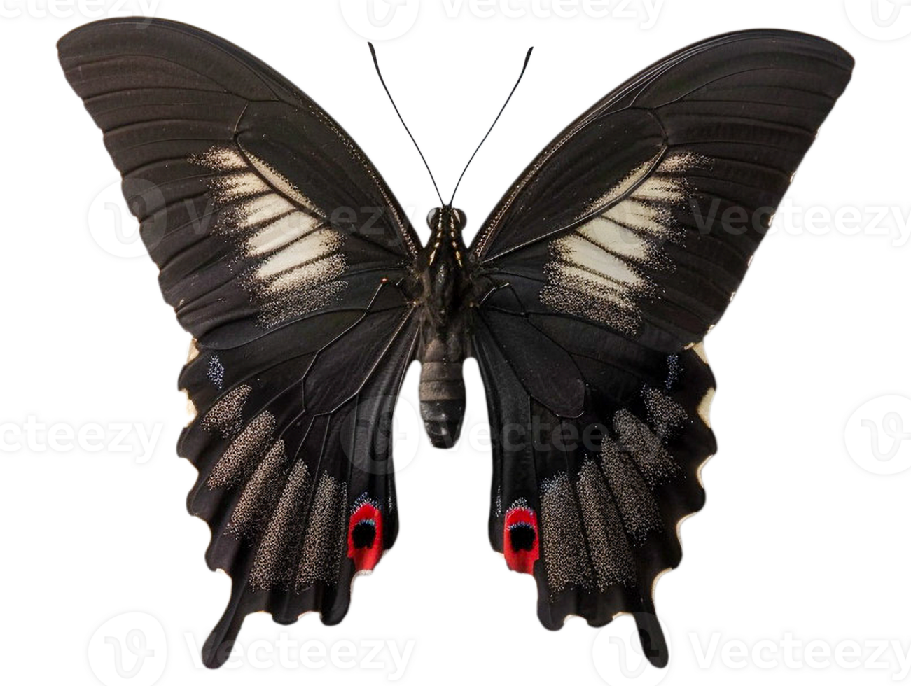 Butterfly with wings spread png