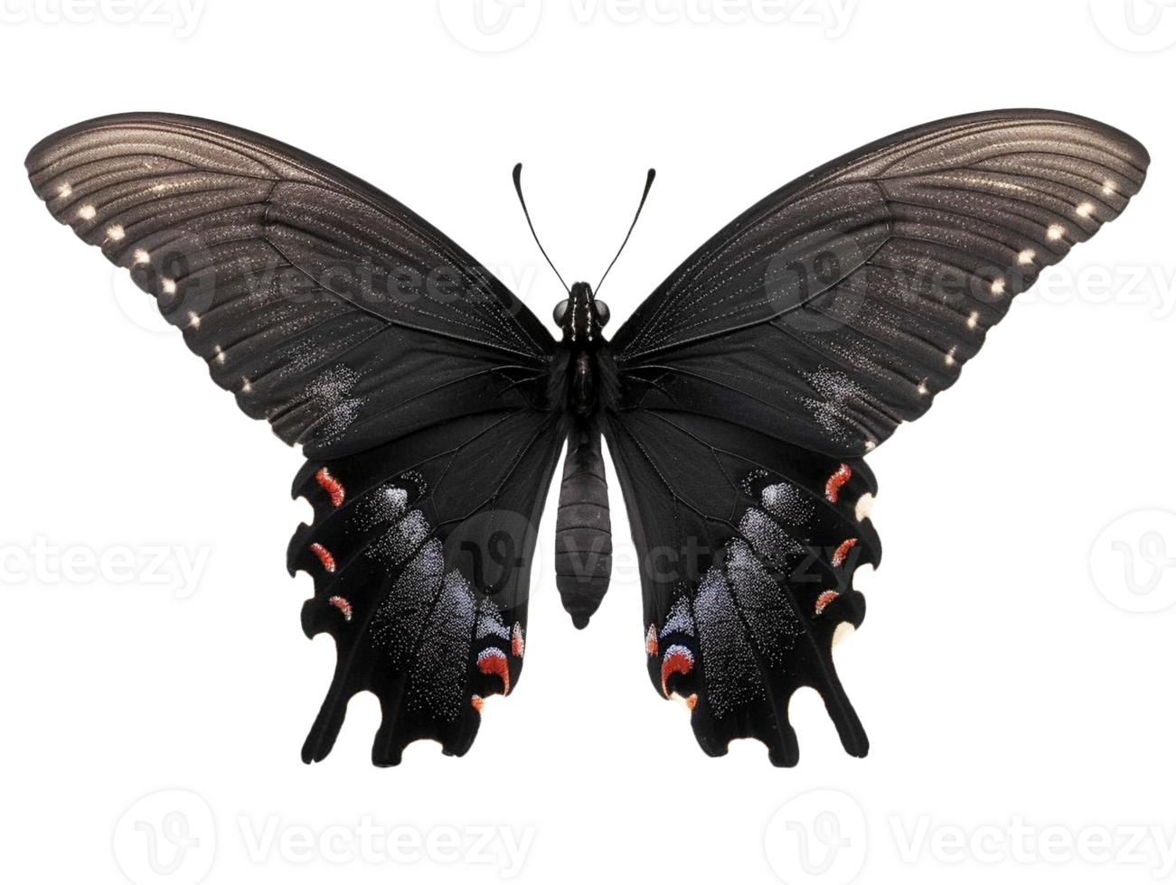 Butterfly with wings spread png