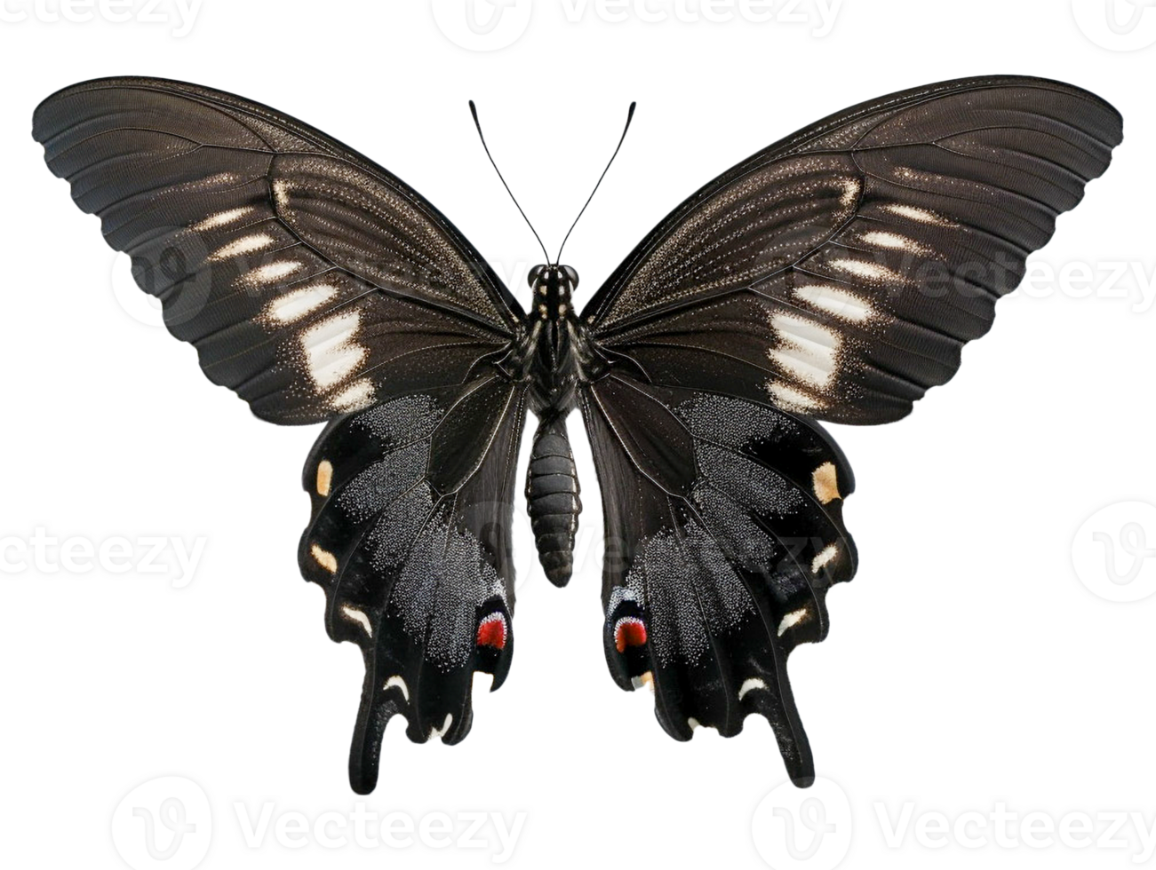 Butterfly with wings spread png