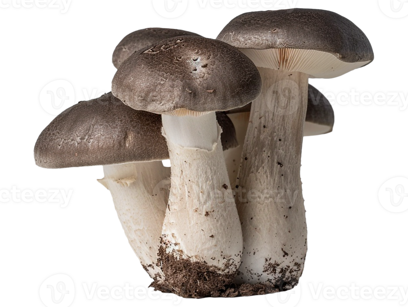 Isolated mushroom image png