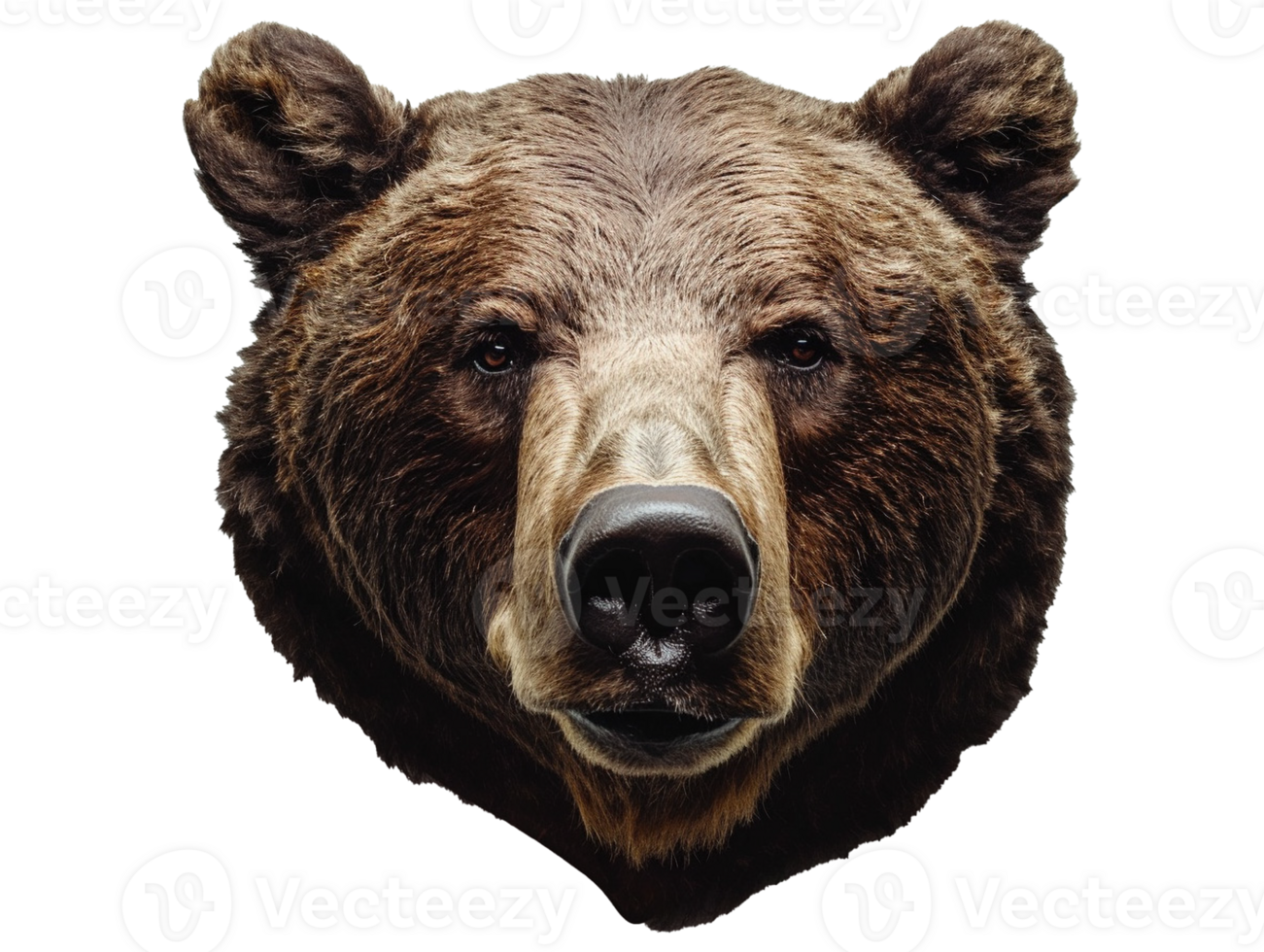 Brown bear portrait png
