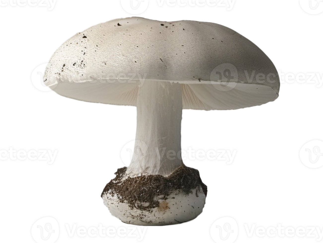 Isolated mushroom image png