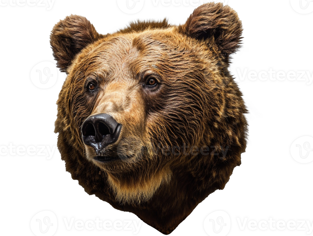 Brown bear portrait png