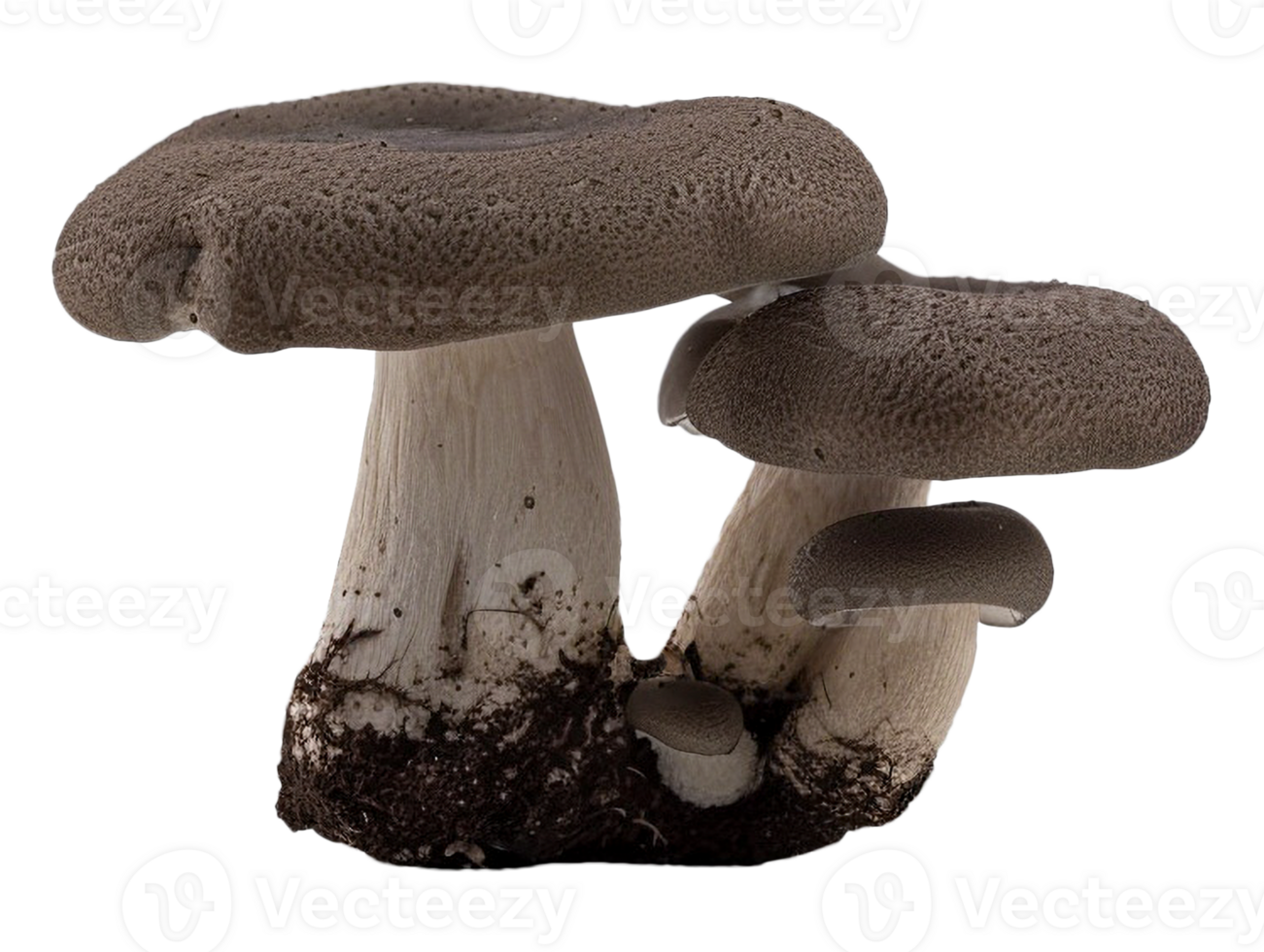 Isolated mushroom image png