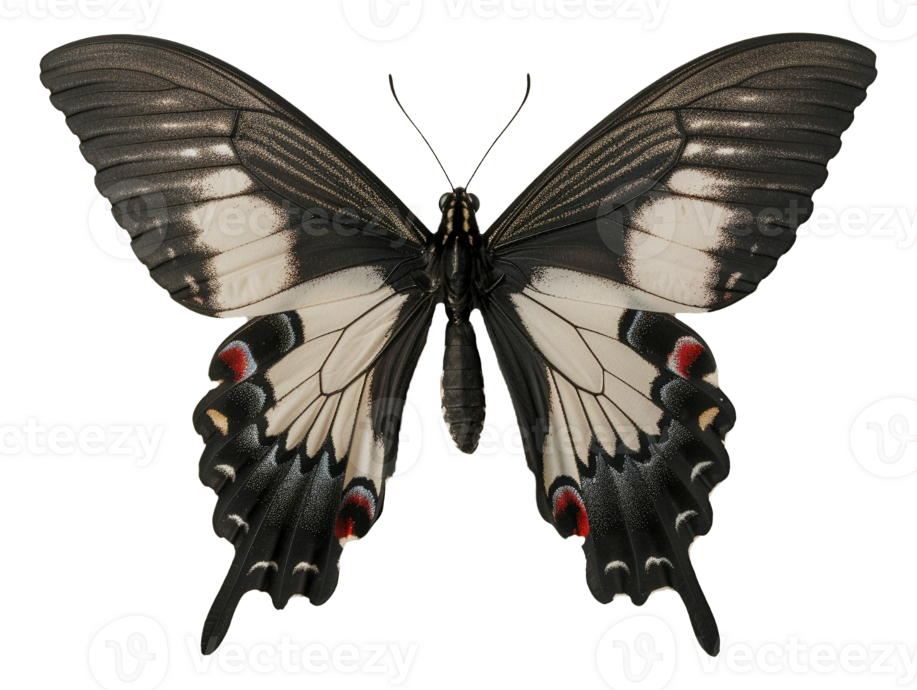 Butterfly with wings spread png