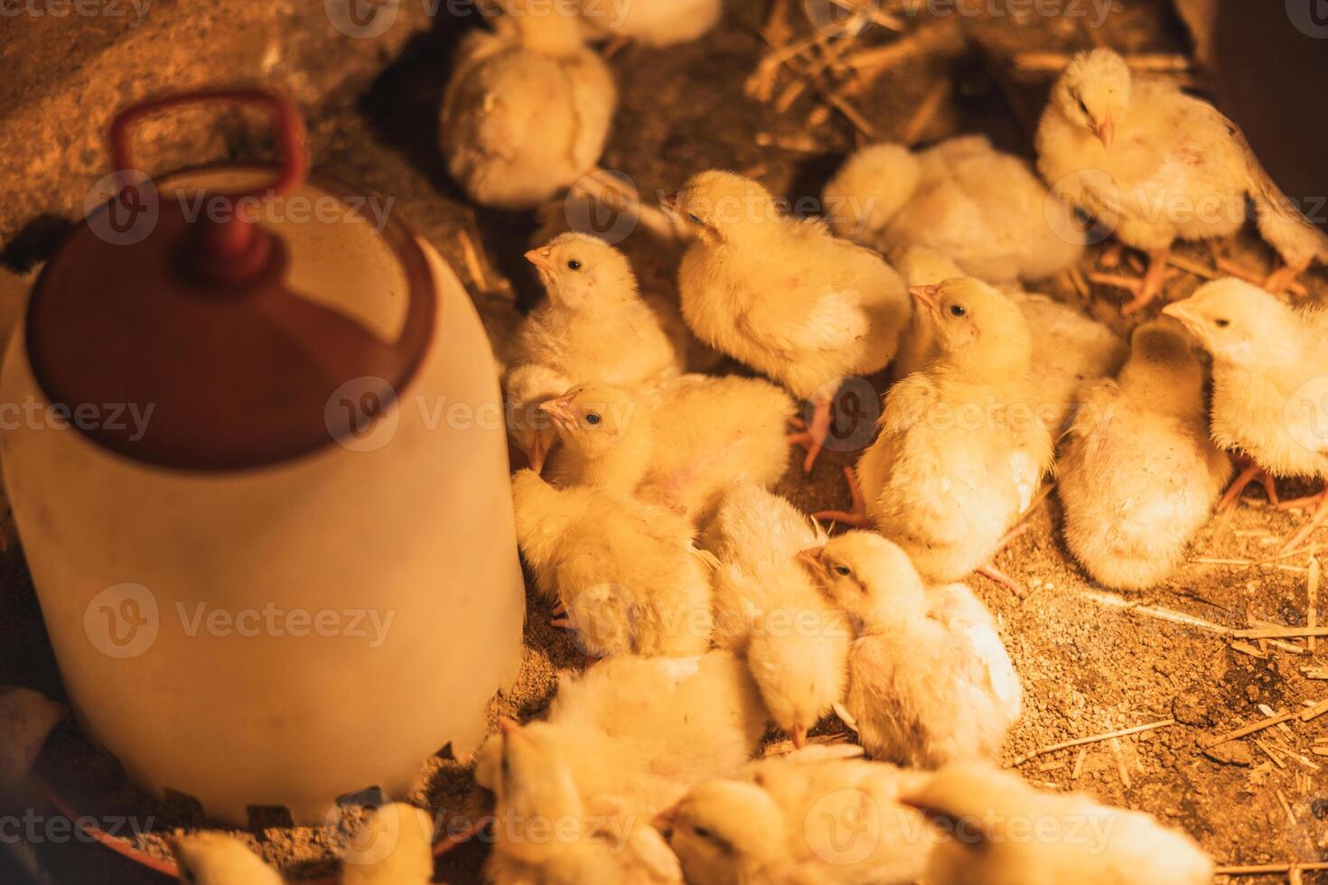 A Flock of Chicks at Farm photo