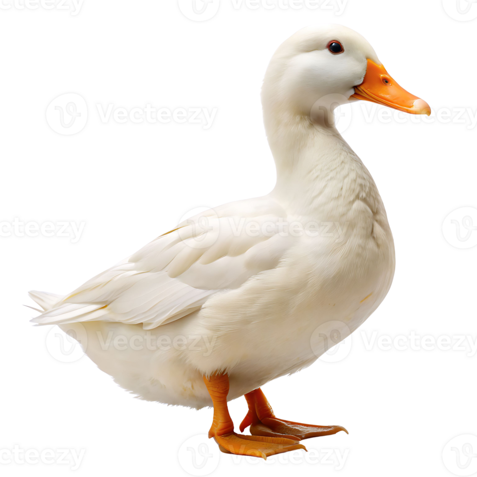 duck isolated on transparent background png