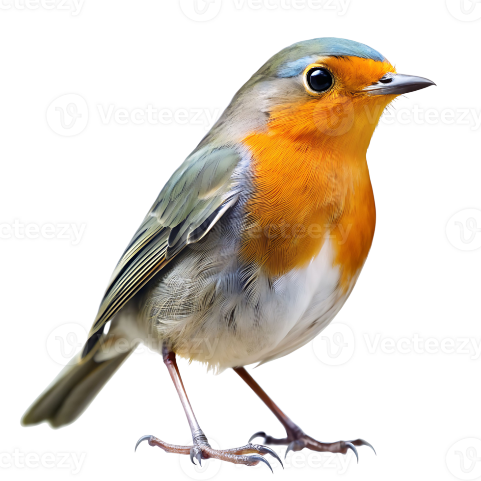 bird isolated on transparent background png