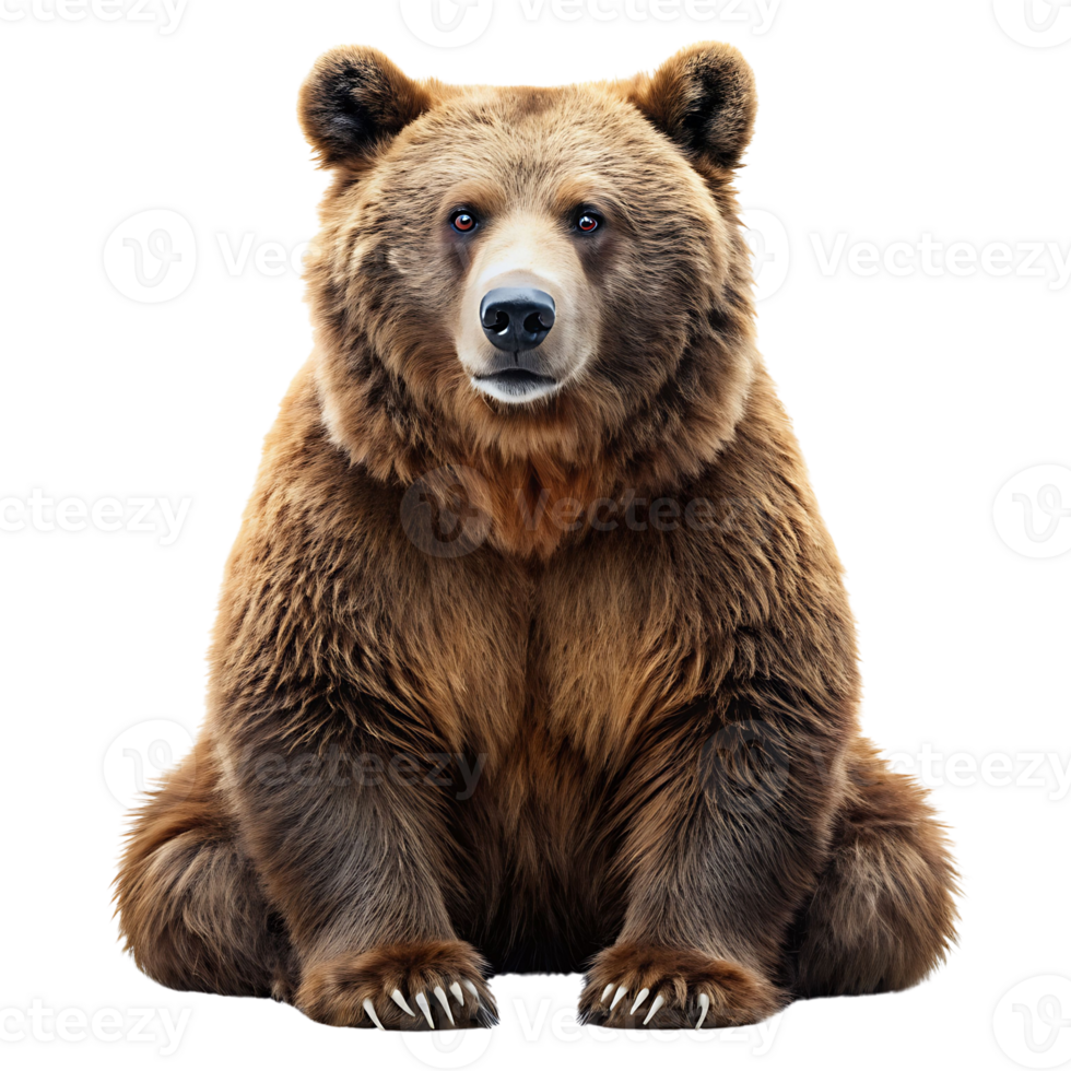 bear isolated on transparent background png