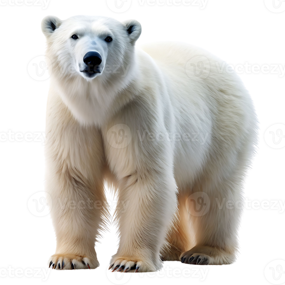 polar bear isolated on transparent background png