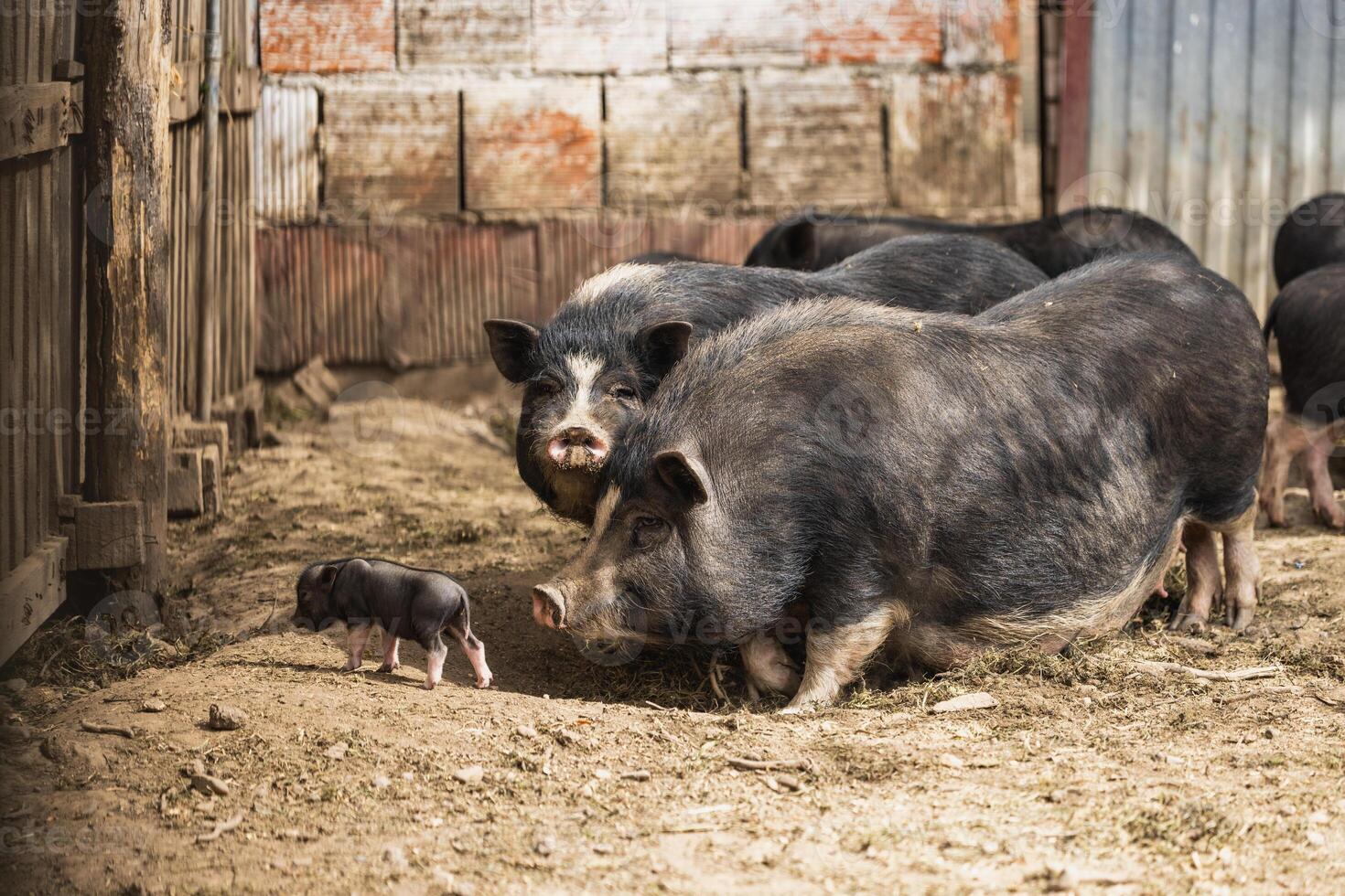Sows and Piglet On a Farm photo