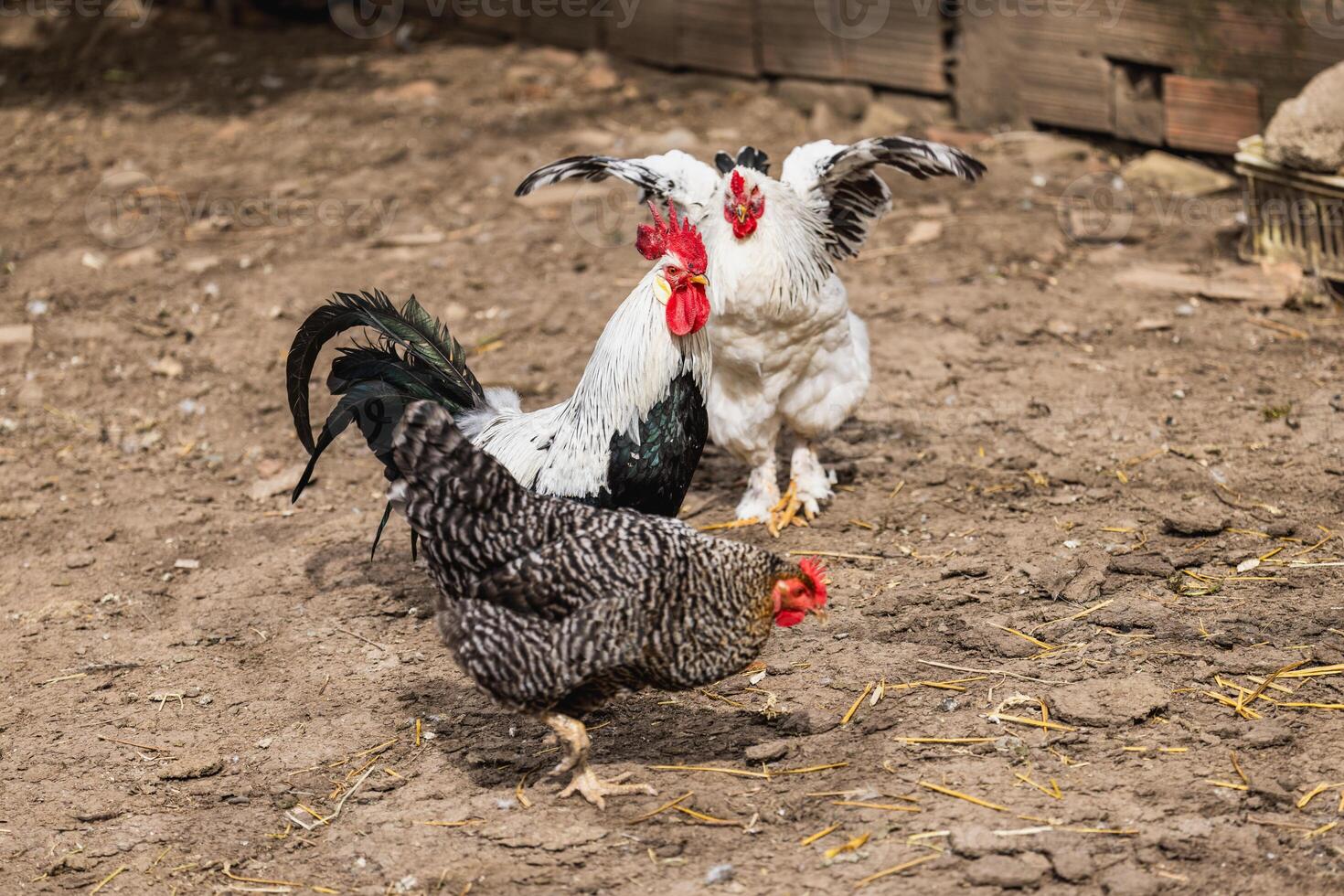 Free Range Chickens photo