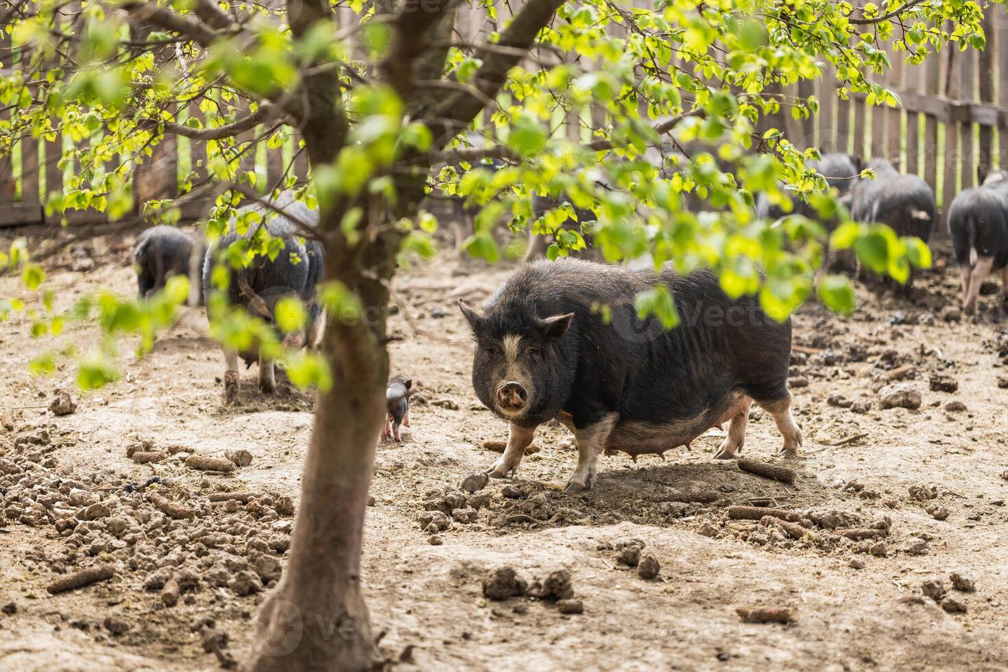 Black Sow On a Farm photo