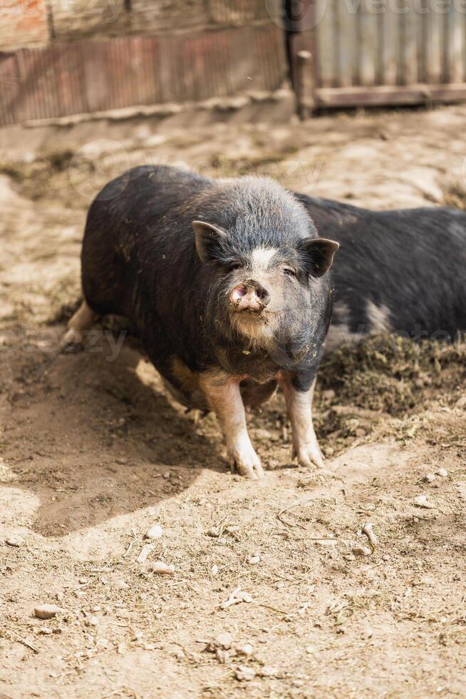 Inquisitive Pig at small farm photo