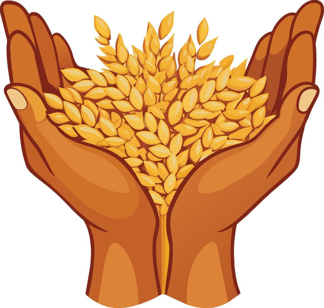 Farmer's hands with grains of wheat vector