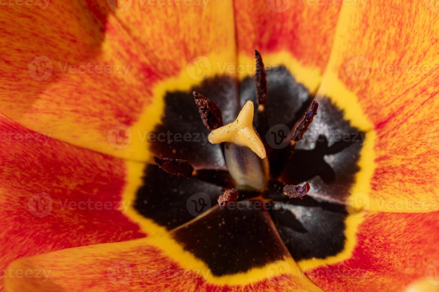 The petals of the red tulip in the flowering spring garden, the spring red flowers, the spring tulips, the texture of each petal of the bright red bud, the unique thick bud photo