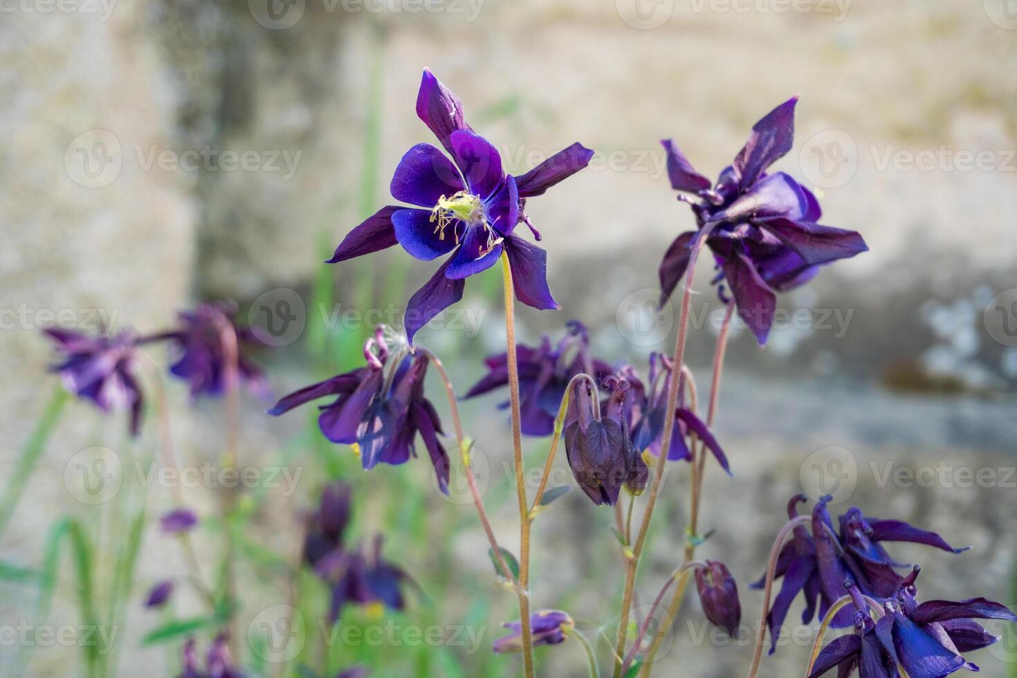 Blooming bright purple flowers Columbine, Aquilegia vulgaris, Orlyk, in spring photo