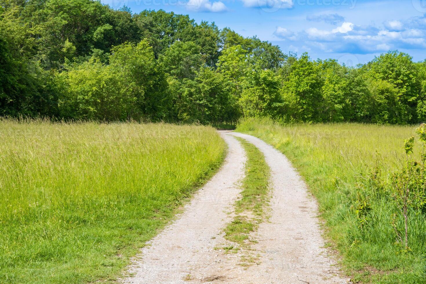 Winding gravel road through sunny green Forest illuminated by sunbeams through photo