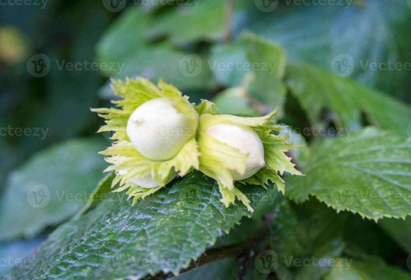 fruit hazelnut on hazel tree branch, in the Czech region, 3 nuts for Cinderella photo