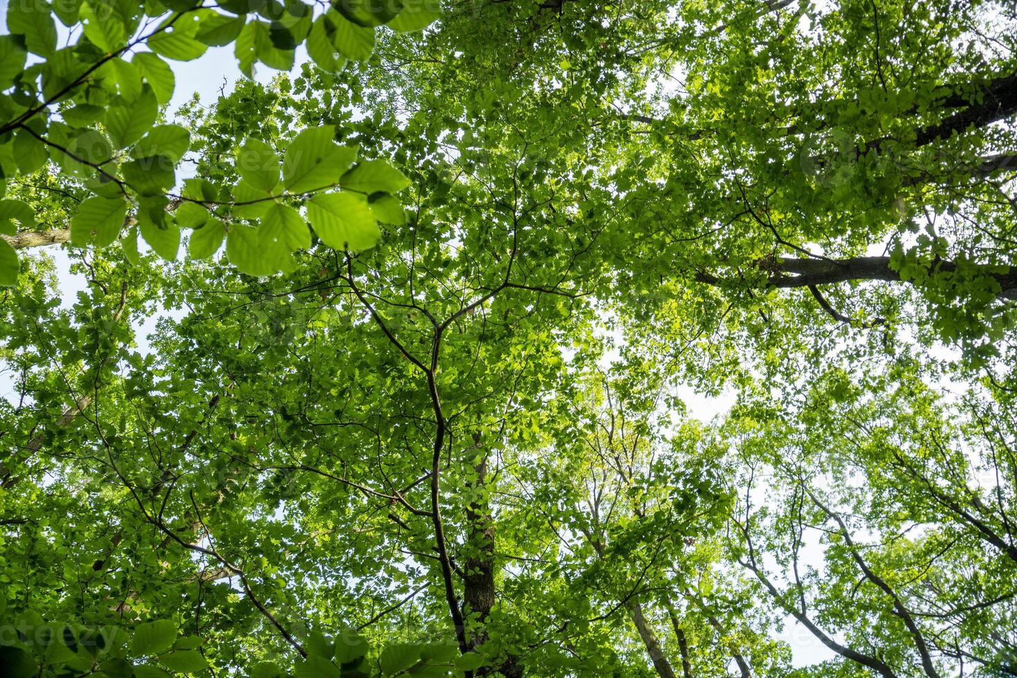 Beautiful forest in spring with bright sun shining through the trees photo
