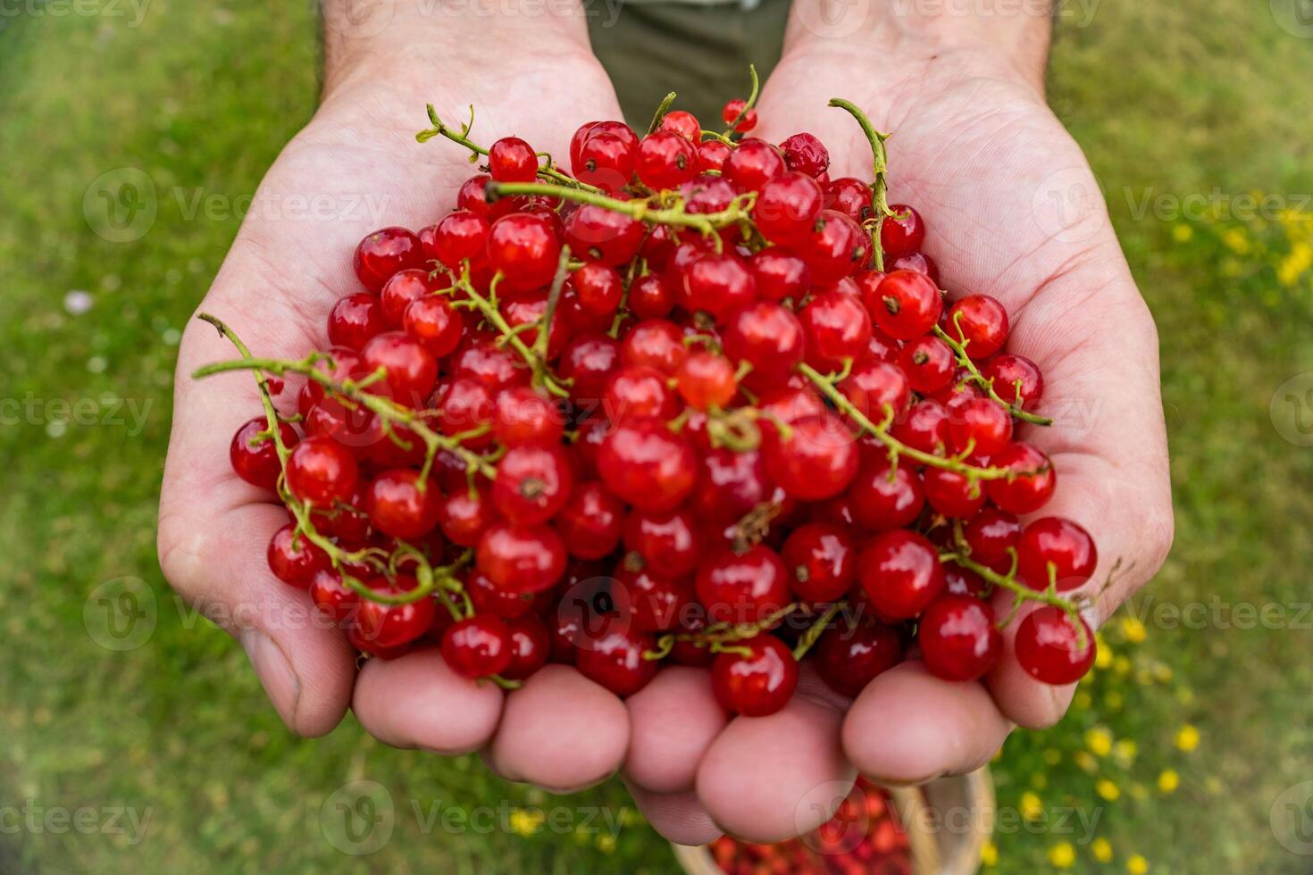 Hands holding branch of fresh berries, Ripe red currant, juicy fruit, top view photo