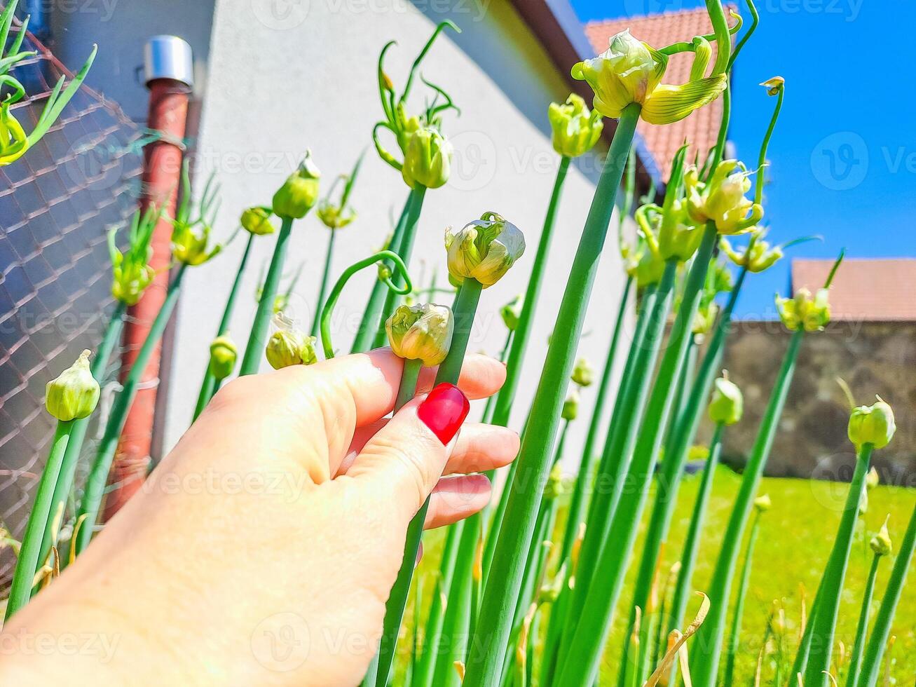 Countryside garden. Ripening of welsh onion In a woman's hand photo