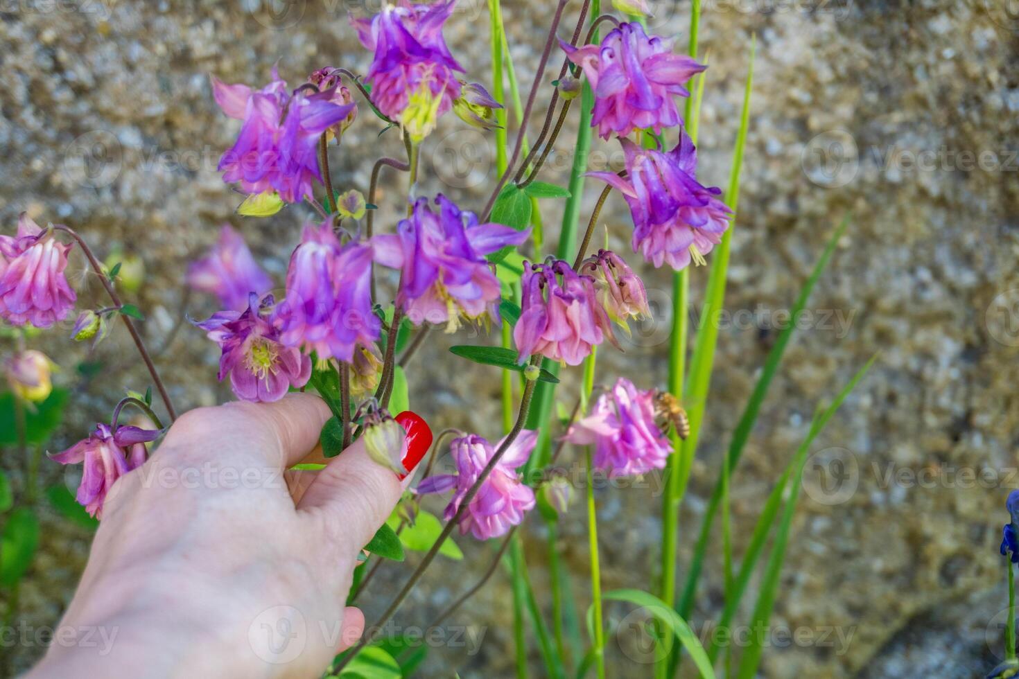 Blooming purple flowers in woman's hand, Columbine, Aquilegia vulgaris in spring photo