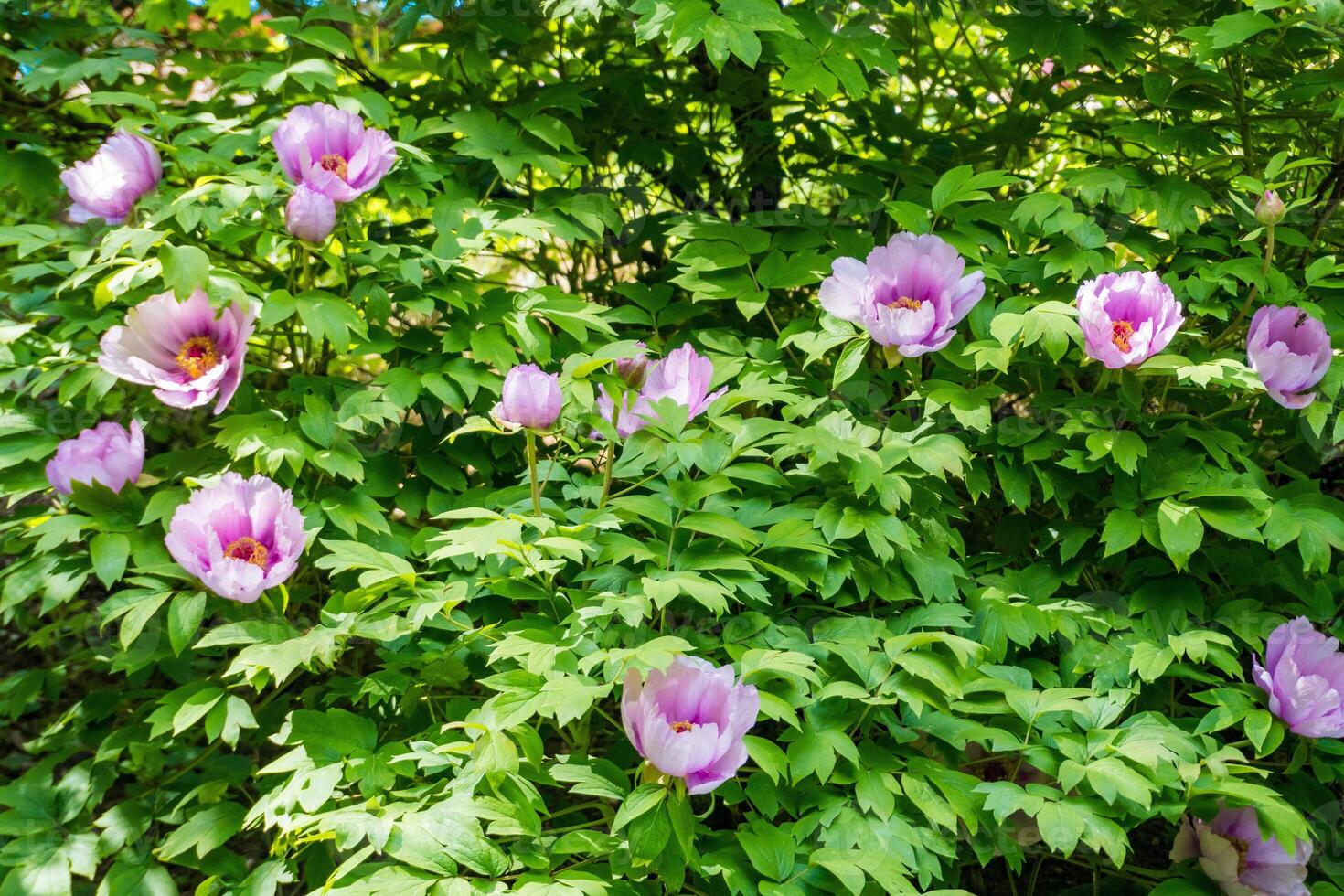 Beautiful spring flower pink peony tree with wet petals. photo