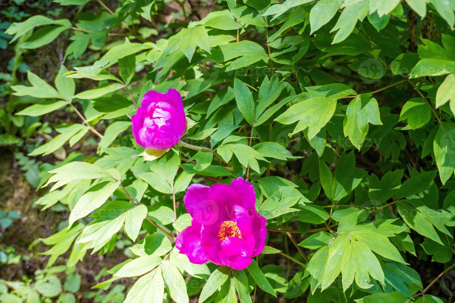 Beautiful spring flower pink peony tree with wet petals. photo