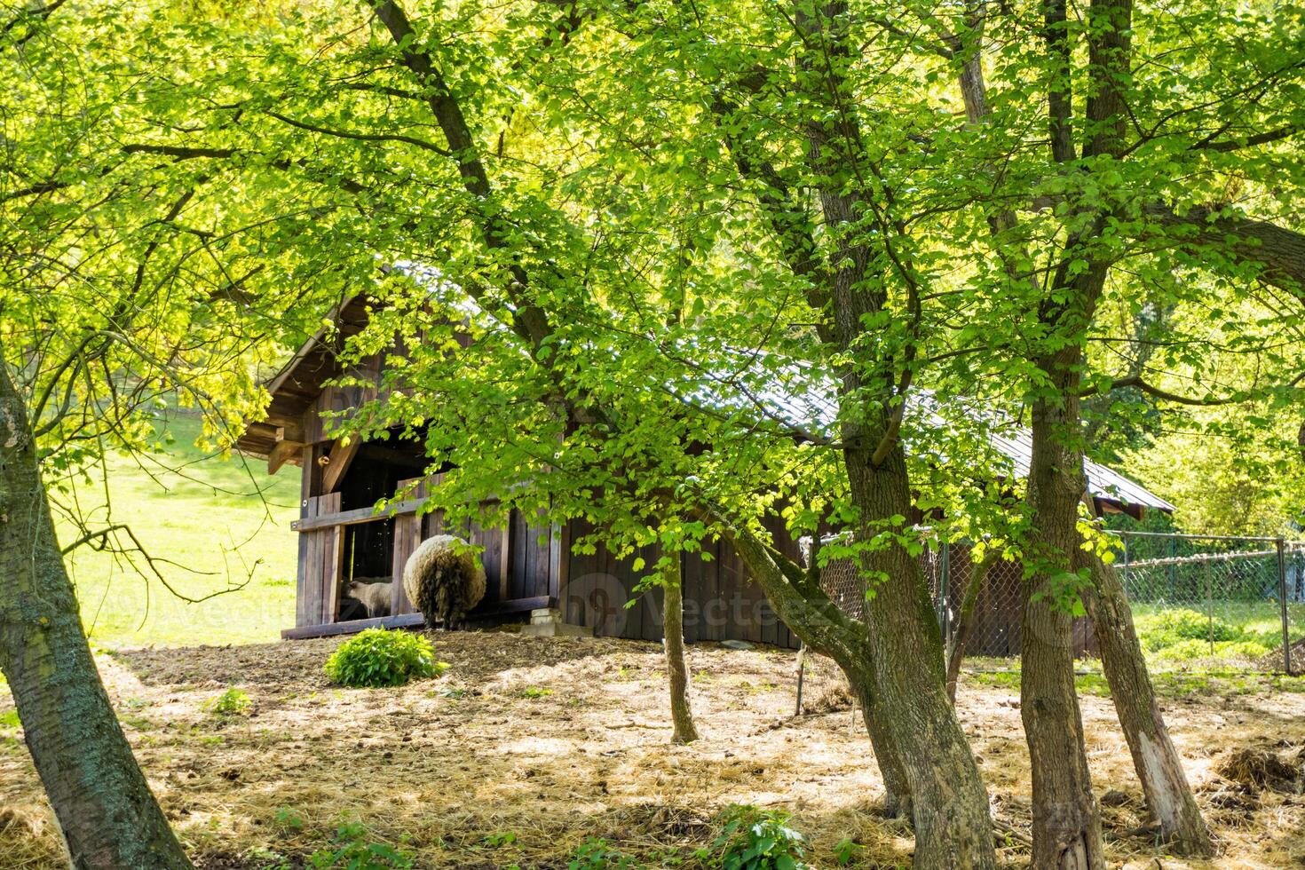Sheeps eating hay on farm, back view. Lambs feeding at trough near barn. Czech photo